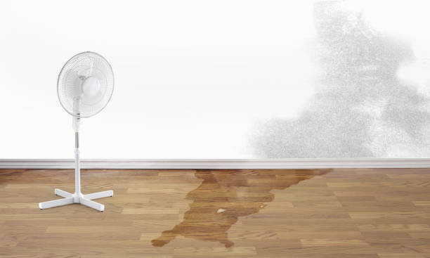 Best Fire Damage Restoration  in Belle Plaine, MN